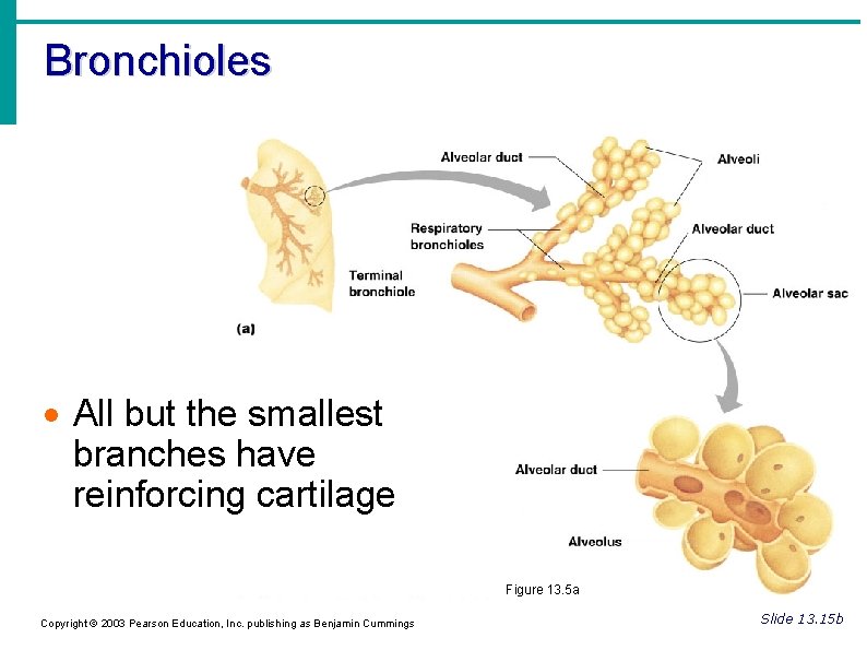 Bronchioles All but the smallest branches have reinforcing cartilage Figure 13. 5 a Copyright