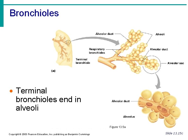 Bronchioles Terminal bronchioles end in alveoli Figure 13. 5 a Copyright © 2003 Pearson