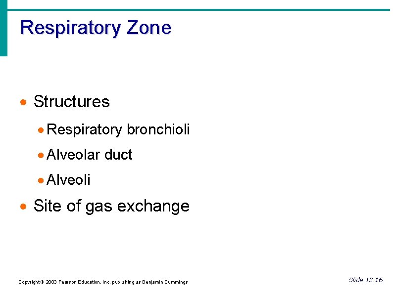 Respiratory Zone Structures Respiratory bronchioli Alveolar duct Alveoli Site of gas exchange Copyright ©