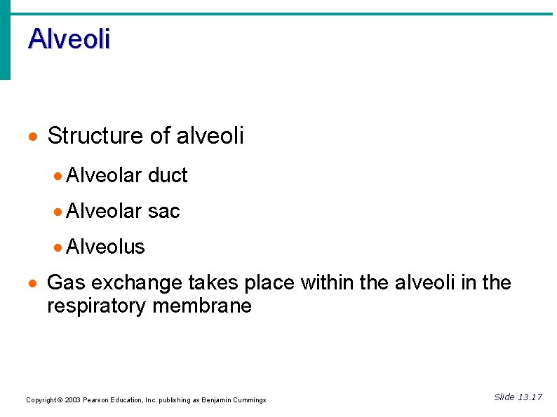 Alveoli Structure of alveoli Alveolar duct Alveolar sac Alveolus Gas exchange takes place within