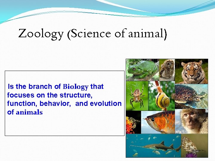 Zoology (Science of animal) Is the branch of Biology that focuses on the structure,