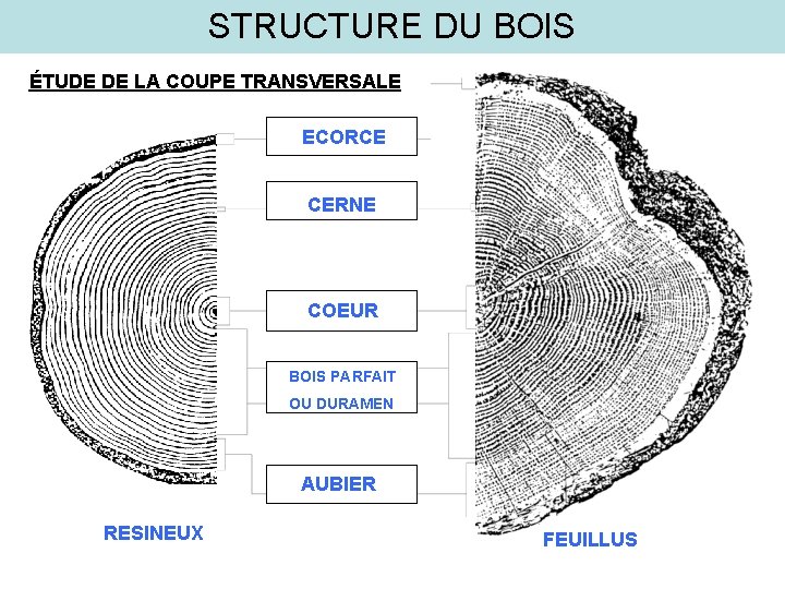 STRUCTURE DU BOIS TUDE DE LA COUPE TRANSVERSALE structure-du-bois-tude-de-la-coupe-transversale