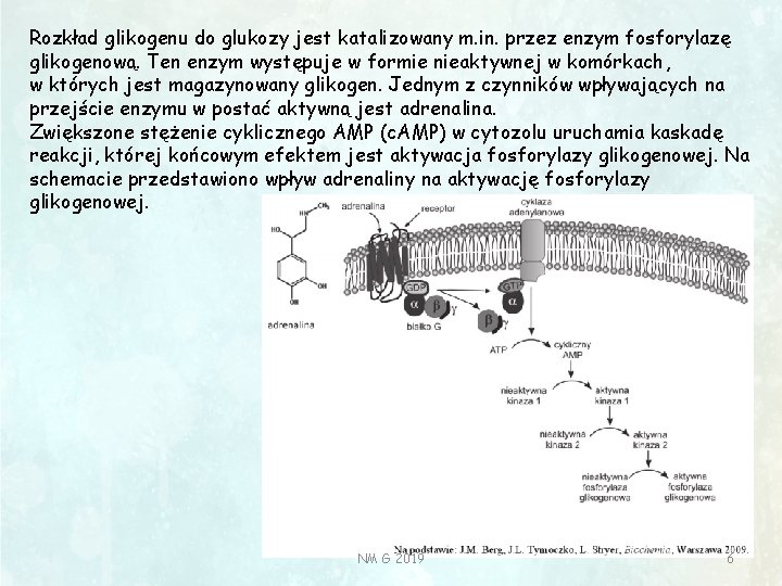 Rozkład glikogenu do glukozy jest katalizowany m. in. przez enzym fosforylazę glikogenową. Ten enzym