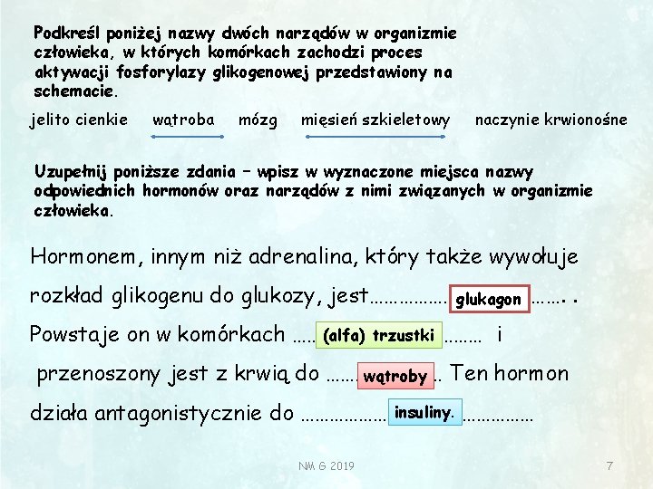 Podkreśl poniżej nazwy dwóch narządów w organizmie człowieka, w których komórkach zachodzi proces aktywacji