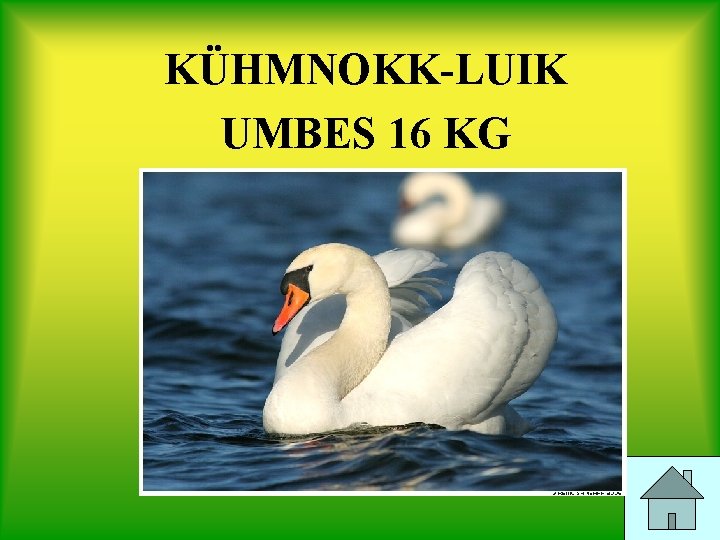 KÜHMNOKK-LUIK UMBES 16 KG 