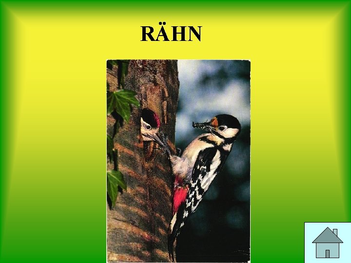 RÄHN 