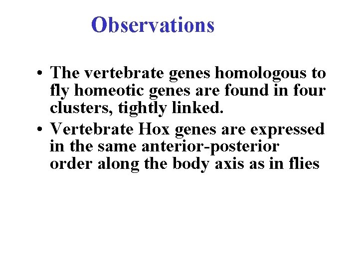 Observations • The vertebrate genes homologous to fly homeotic genes are found in four