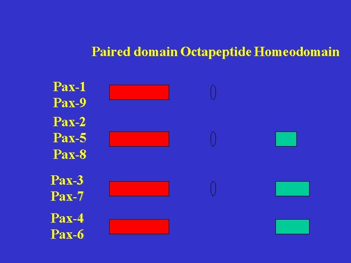 Paired domain Octapeptide Homeodomain Pax-1 Pax-9 Pax-2 Pax-5 Pax-8 Pax-3 Pax-7 Pax-4 Pax-6 