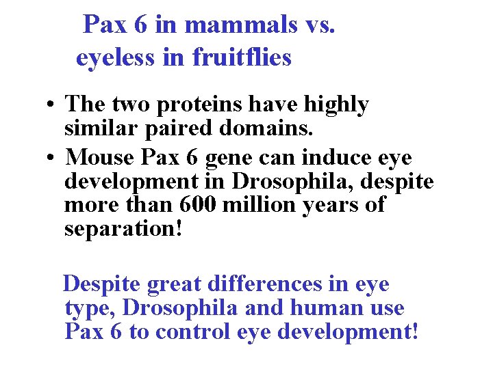 Pax 6 in mammals vs. eyeless in fruitflies • The two proteins have highly