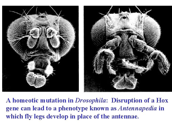 A homeotic mutation in Drosophila: Disruption of a Hox gene can lead to a