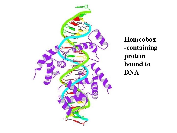 Homeobox -containing protein bound to DNA 