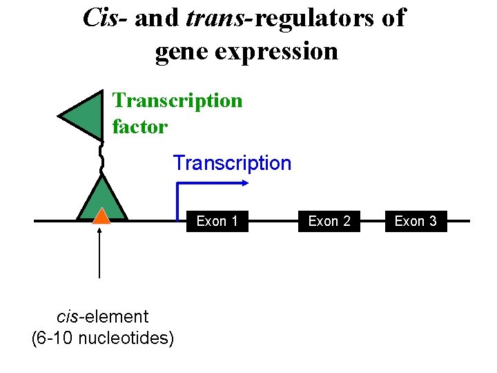 Cis- and trans-regulators of gene expression Transcription factor Transcription Exon 1 cis-element (6 -10