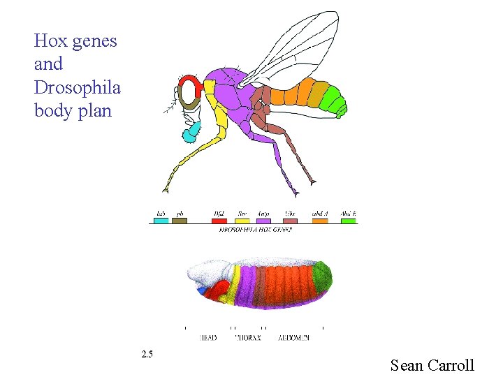 Hox genes and Drosophila body plan Sean Carroll 