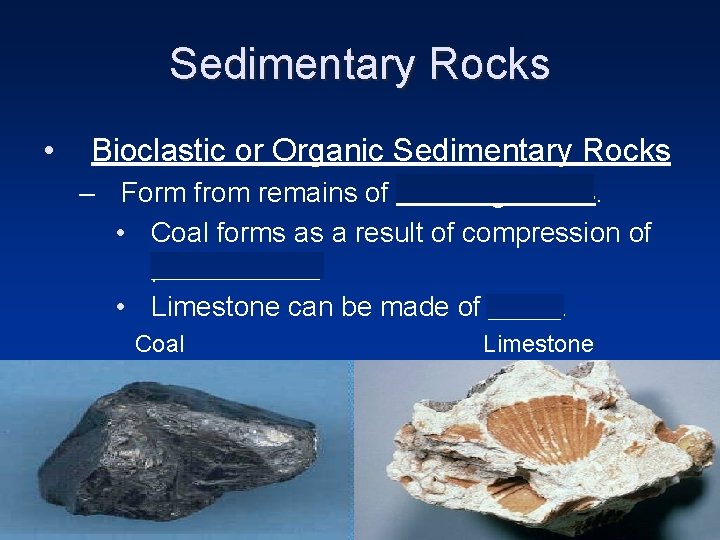 Sedimentary Rocks • Bioclastic or Organic Sedimentary Rocks – Form from remains of dead Sedimentary Rocks • Bioclastic or Organic Sedimentary Rocks – Form from remains of dead