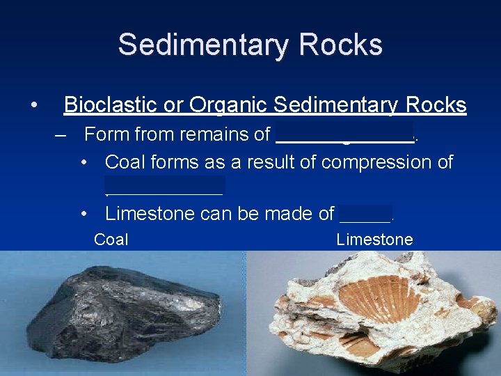 Sedimentary Rocks • Bioclastic or Organic Sedimentary Rocks – Form from remains of dead