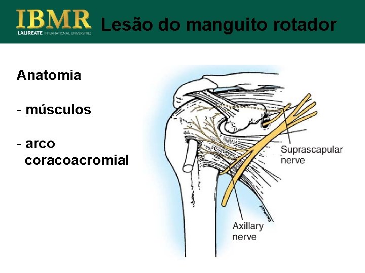 Lesão do manguito rotador Anatomia - músculos - arco coracoacromial 