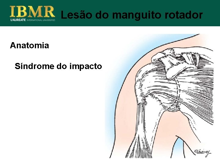 Lesão do manguito rotador Anatomia Síndrome do impacto 