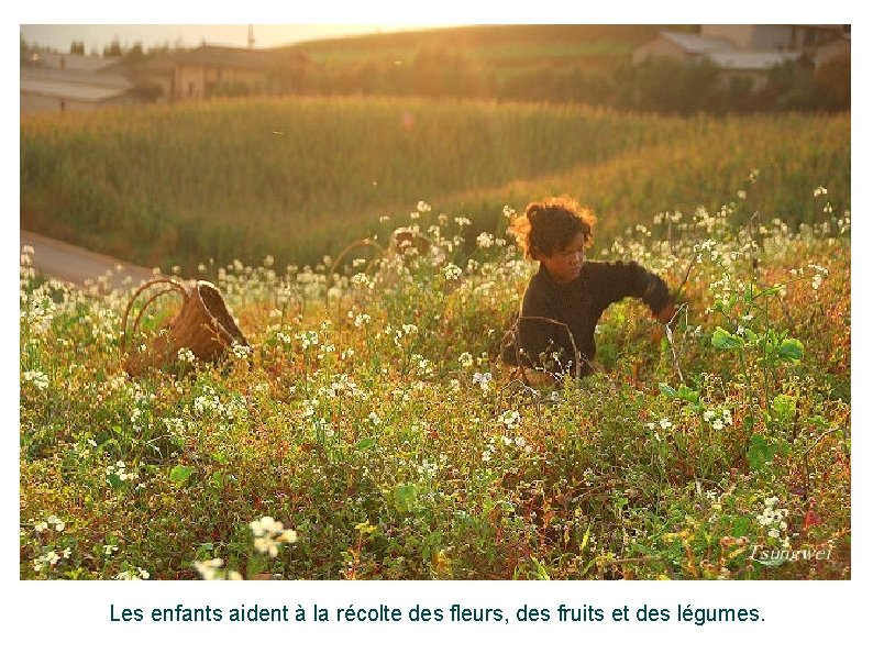 Les enfants aident à la récolte des fleurs, des fruits et des légumes. 