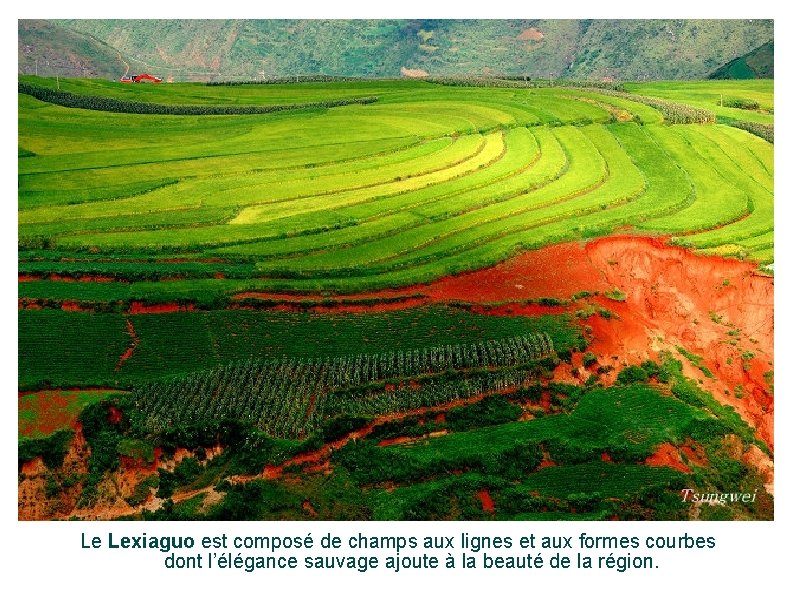 Le Lexiaguo est composé de champs aux lignes et aux formes courbes dont l’élégance