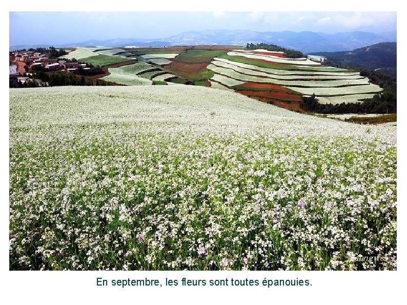 En septembre, les fleurs sont toutes épanouies. 