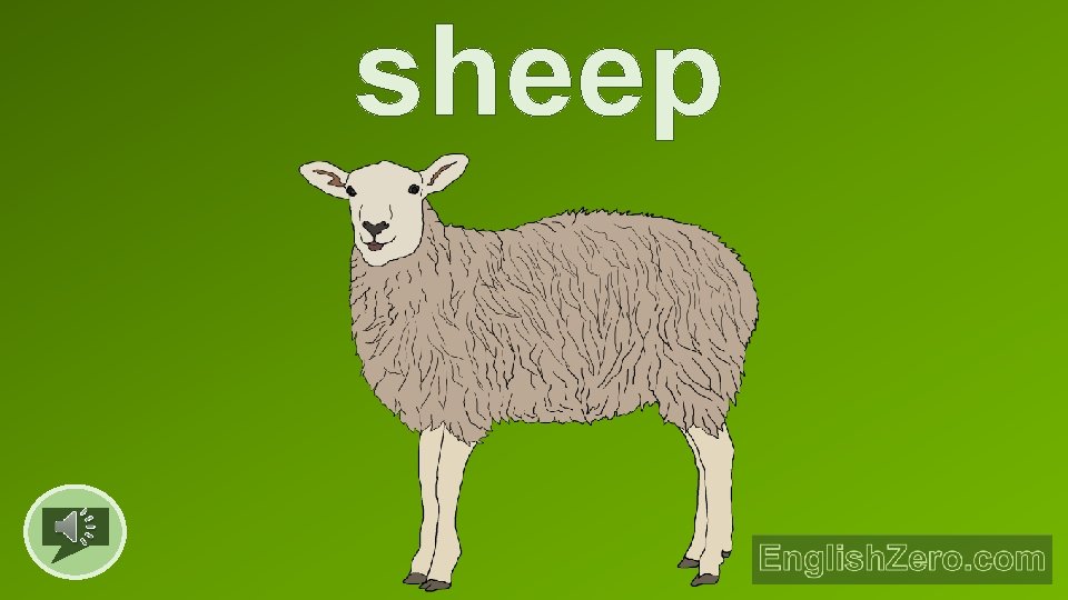 sheep 