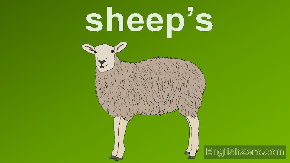 sheep’s 