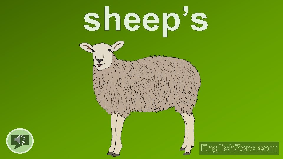 sheep’s 