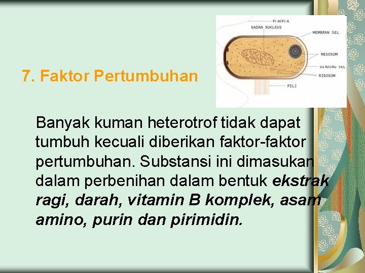 7. Faktor Pertumbuhan Banyak kuman heterotrof tidak dapat tumbuh kecuali diberikan faktor-faktor pertumbuhan. Substansi