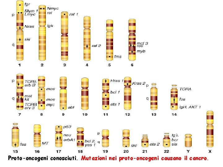 Proto-oncogeni conosciuti. Mutazioni nei proto-oncogeni causano il cancro. 