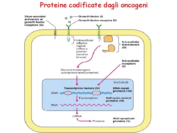 Proteine codificate dagli oncogeni 