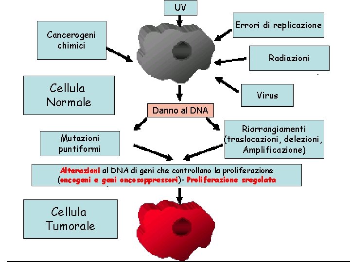 UV Errori di replicazione Cancerogeni chimici Radiazioni Cellula Normale Mutazioni puntiformi Virus Danno al