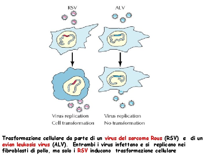 Trasformazione cellulare da parte di un virus del sarcoma Rous (RSV) e di un