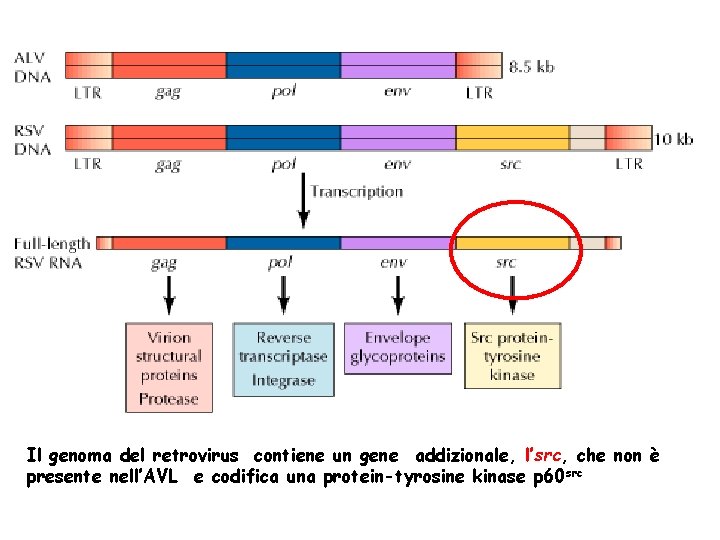 Il genoma del retrovirus contiene un gene addizionale, l’src, che non è presente nell’AVL