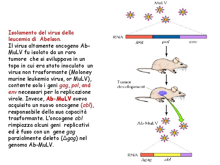 Isolamento del virus della leucemia di Abelson. Il virus altamente oncogeno Ab. Mu. LV