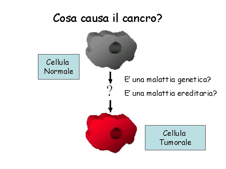 Cosa causa il cancro? Cellula Normale E’ una malattia genetica? E’ una malattia ereditaria?