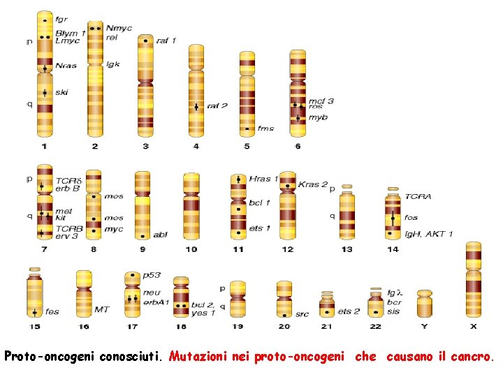 Proto-oncogeni conosciuti. Mutazioni nei proto-oncogeni che causano il cancro. 