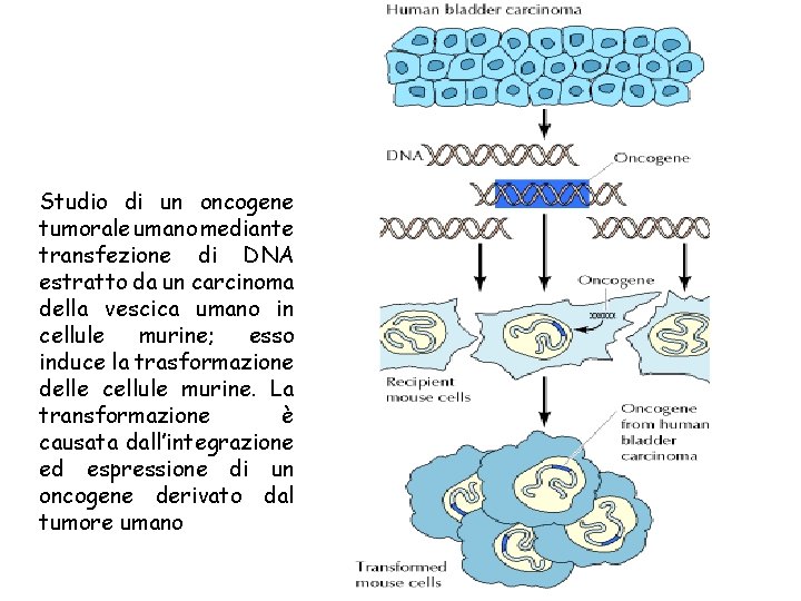 Studio di un oncogene tumorale umano mediante transfezione di DNA estratto da un carcinoma