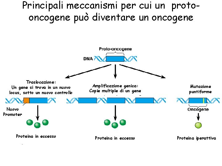 Principali meccanismi per cui un protooncogene può diventare un oncogene Traslocazione: Un gene si