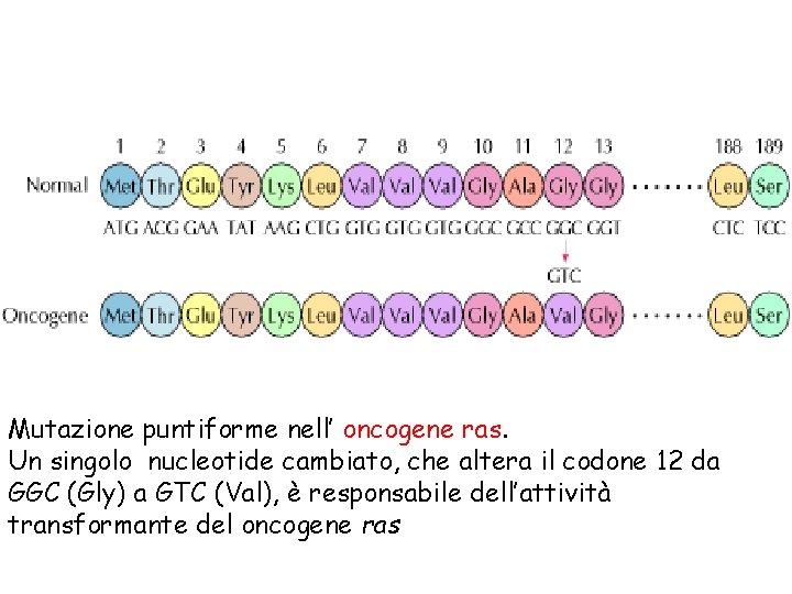 Mutazione puntiforme nell’ oncogene ras. Un singolo nucleotide cambiato, che altera il codone 12