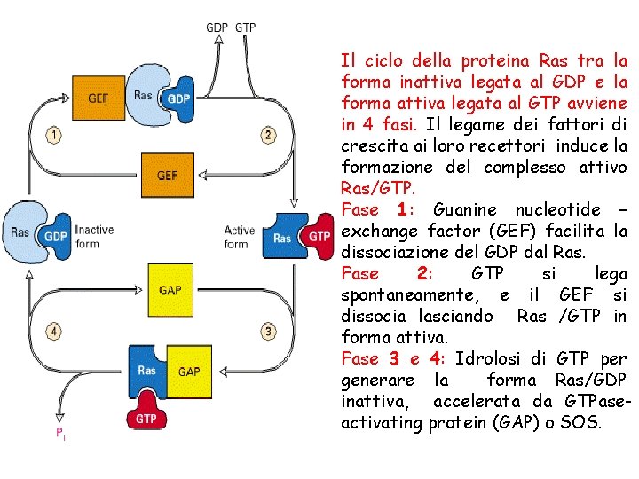 Il ciclo della proteina Ras tra la forma inattiva legata al GDP e la