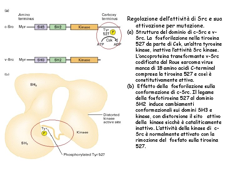 Regolazione dell’attività di Src e sua attivazione per mutazione. (a) Struttura del dominio di