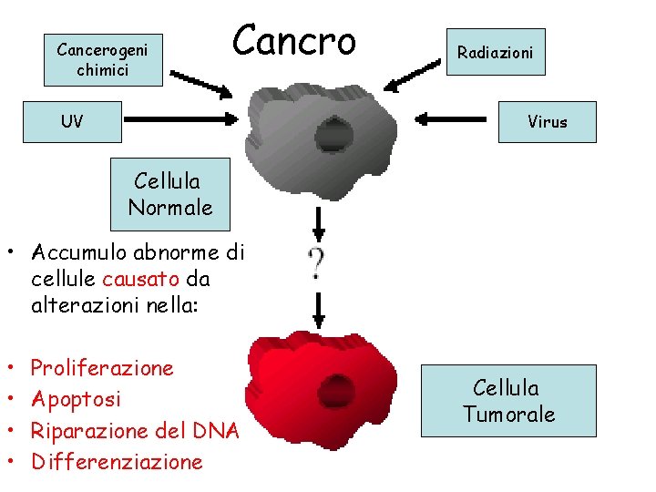 Cancerogeni chimici Cancro UV Radiazioni Virus Cellula Normale • Accumulo abnorme di cellule causato