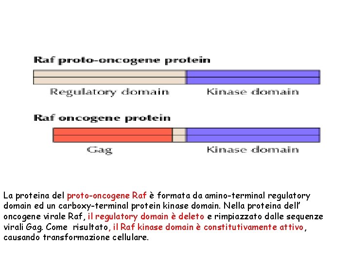 La proteina del proto-oncogene Raf è formata da amino-terminal regulatory domain ed un carboxy-terminal