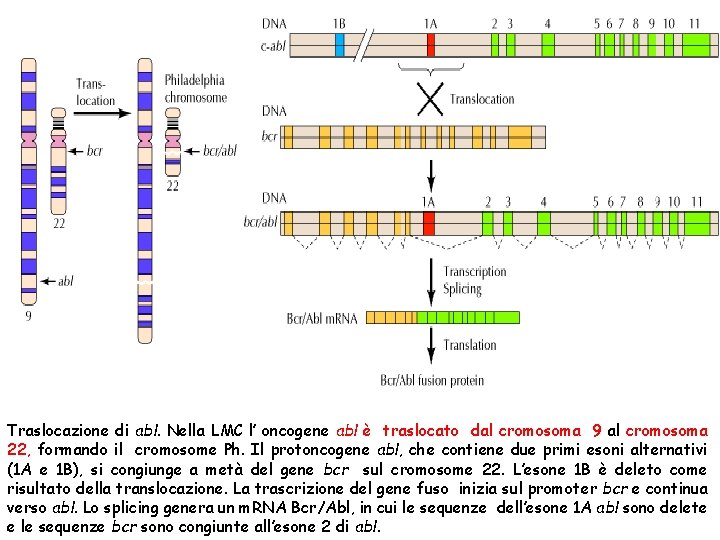 Traslocazione di abl. Nella LMC l’ oncogene abl è traslocato dal cromosoma 9 al