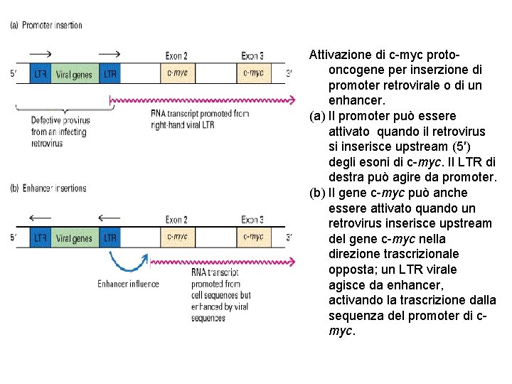 Attivazione di c-myc protooncogene per inserzione di promoter retrovirale o di un enhancer. (a)