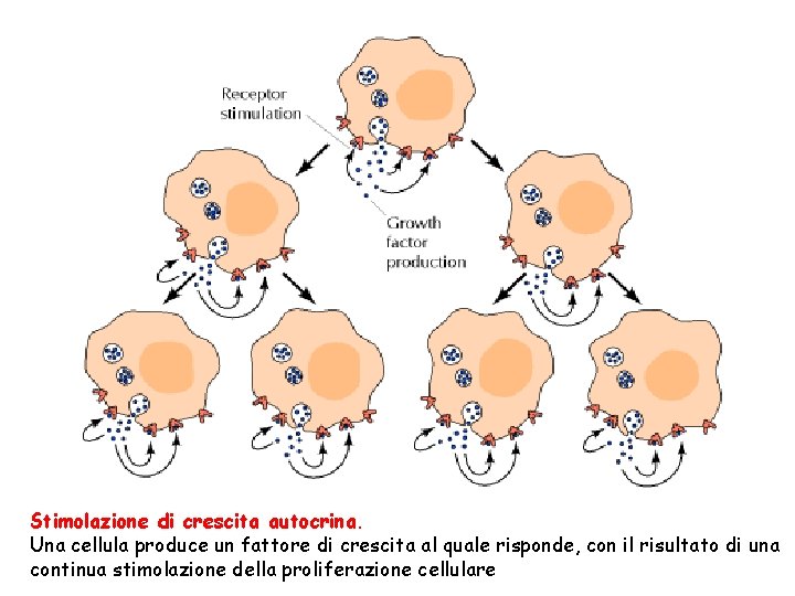 Stimolazione di crescita autocrina. Una cellula produce un fattore di crescita al quale risponde,