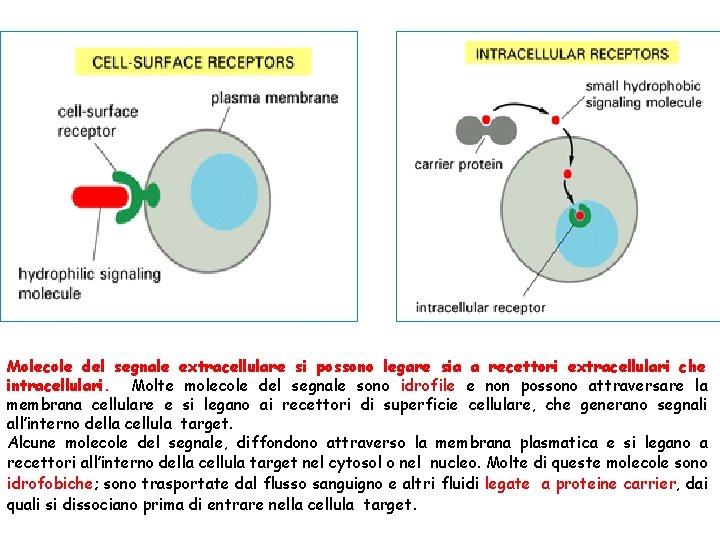 Molecole del segnale extracellulare si possono legare sia a recettori extracellulari che intracellulari. Molte