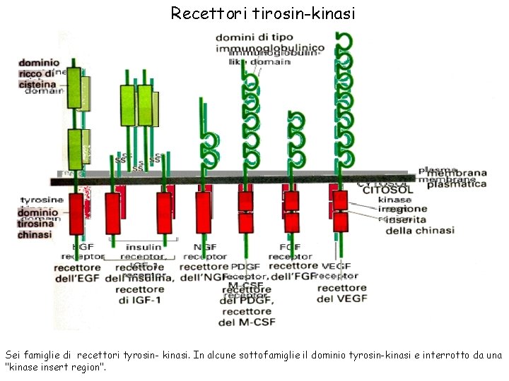 Recettori tirosin-kinasi Sei famiglie di recettori tyrosin- kinasi. In alcune sottofamiglie il dominio tyrosin-kinasi