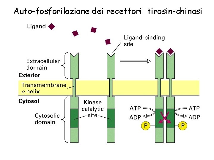 Auto-fosforilazione dei recettori tirosin-chinasi 