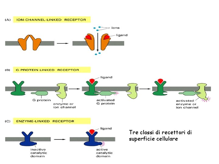 Tre classi di recettori di superficie cellulare 